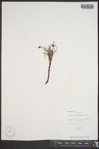 Rumex graminifolius image