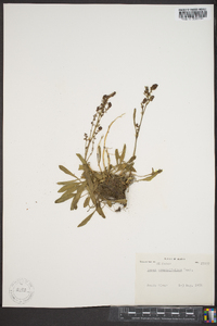 Rumex graminifolius image