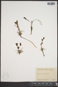Rumex graminifolius image