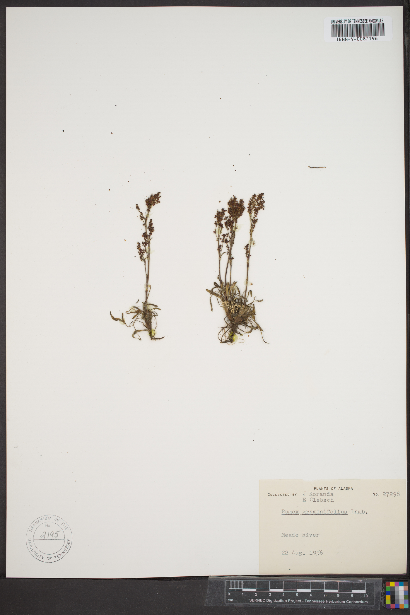 Rumex graminifolius image