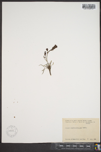 Rumex graminifolius image
