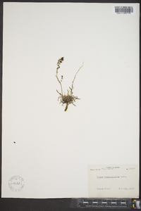 Rumex graminifolius image