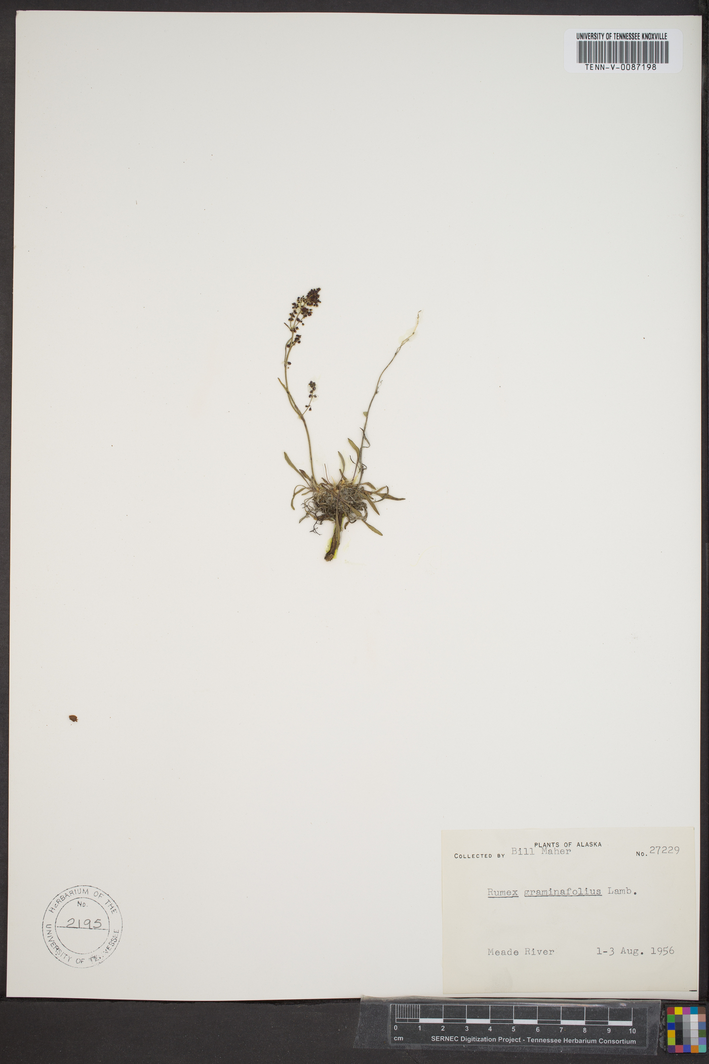 Rumex graminifolius image