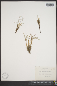 Rumex graminifolius image