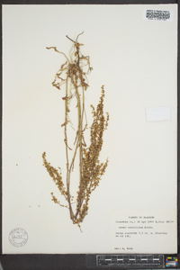 Rumex hastatulus image