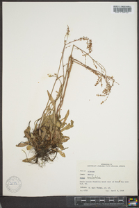 Rumex hastatulus image