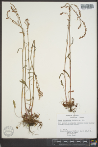 Rumex hastatulus image