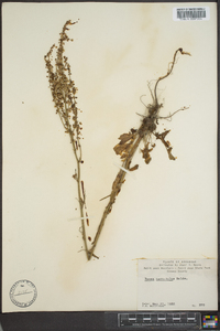 Rumex hastatulus image