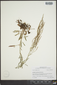 Rumex hastatulus image