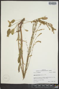 Rumex hastatulus image