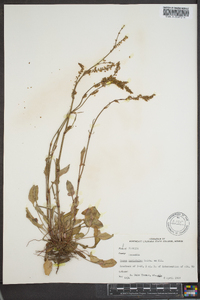 Rumex hastatulus image