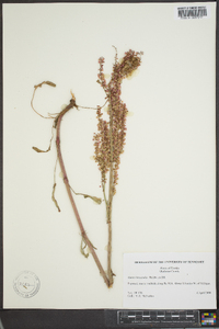 Rumex hastatulus image