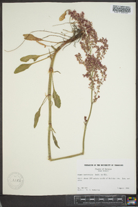 Rumex hastatulus image