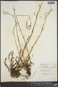 Rumex hastatulus image