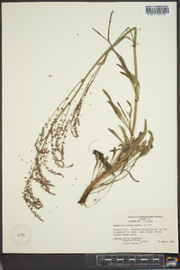 Rumex hastatulus image