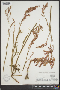 Rumex hastatulus image