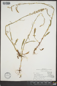 Rumex hastatulus image