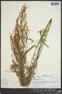 Rumex hastatulus image