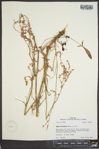 Rumex hastatulus image