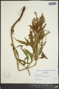 Rumex mexicanus image