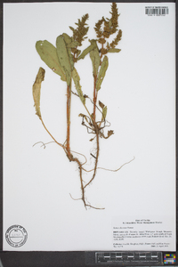 Rumex obtusifolius image