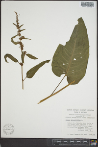 Rumex obtusifolius image