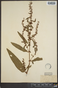 Rumex obtusifolius image