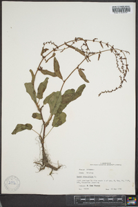 Rumex obtusifolius image