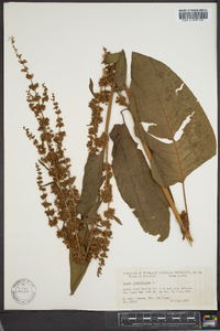 Rumex obtusifolius image