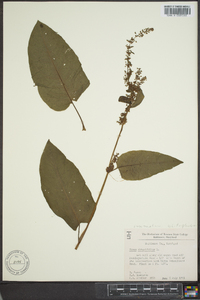 Rumex obtusifolius image