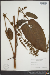 Rumex obtusifolius image