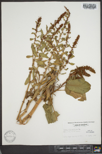 Rumex obtusifolius image