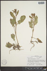 Rumex paraguayensis image