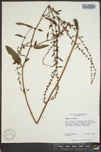 Rumex pulcher image