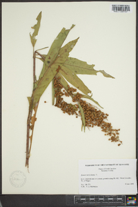 Rumex verticillatus image