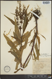 Rumex verticillatus image