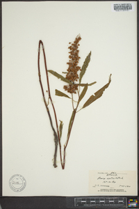 Rumex verticillatus image