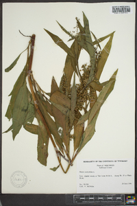 Rumex verticillatus image