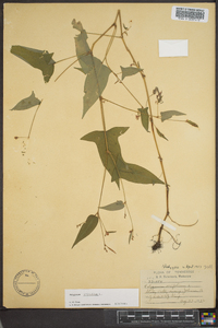 Persicaria arifolia image