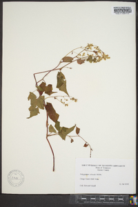 Fallopia cilinodis image