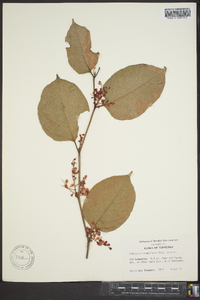 Reynoutria japonica image