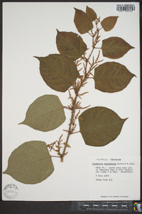 Reynoutria japonica image