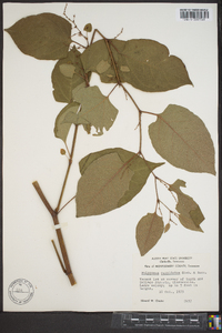 Reynoutria japonica image