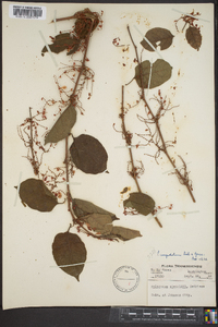 Reynoutria japonica image