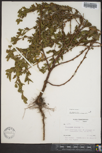 Polygonum erectum image