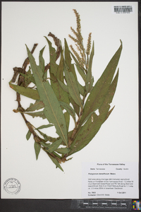 Polygonum densiflorum image