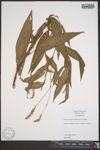 Polygonum densiflorum image
