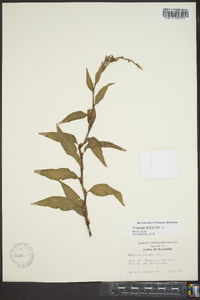 Persicaria hydropiper image