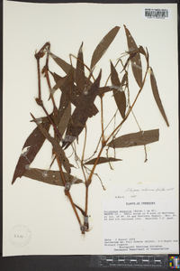 Polygonum setaceum image