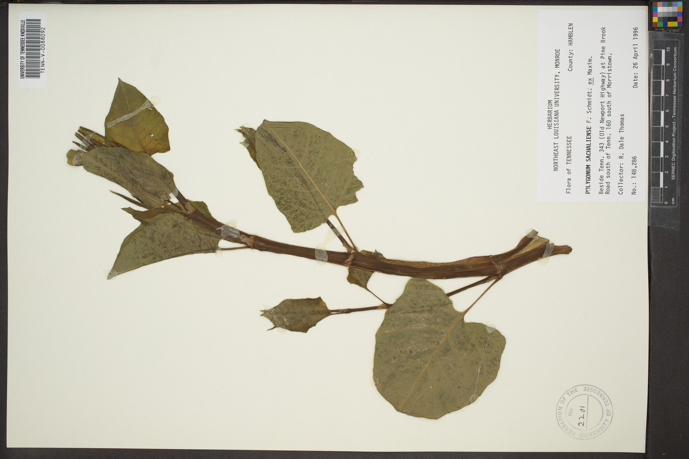 Polygonum sachalinense image